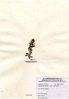 藏品(匍枝馬尾藻)的圖片